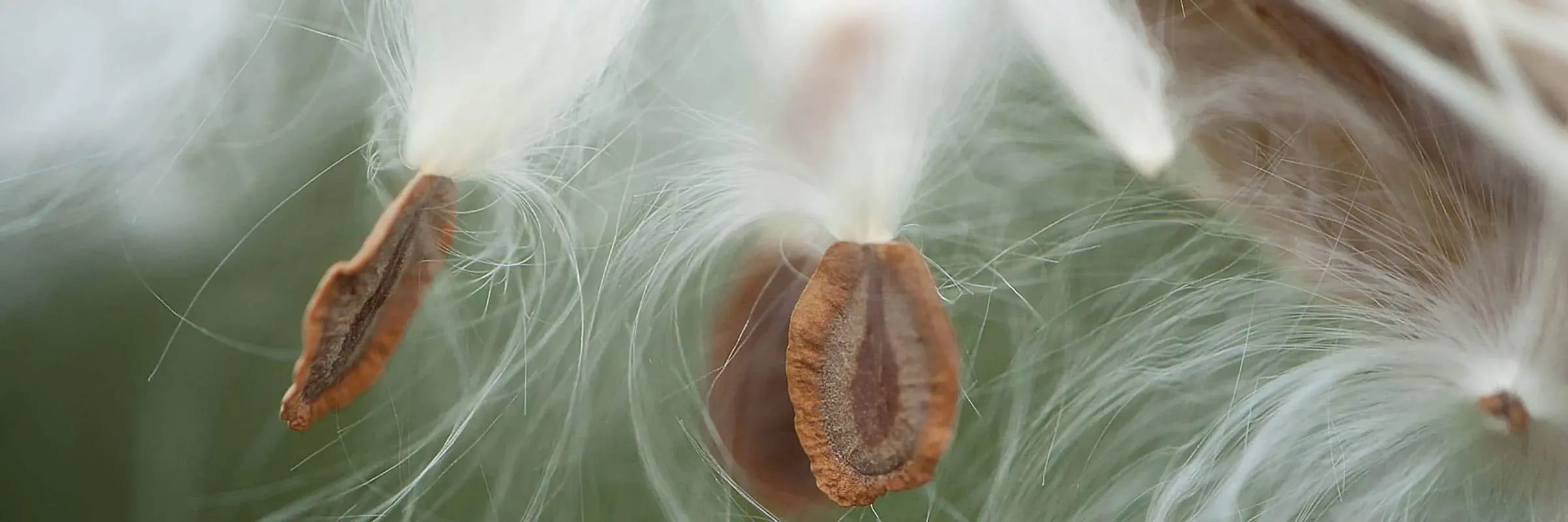 L’isolant naturel du futur: l’asclépiade