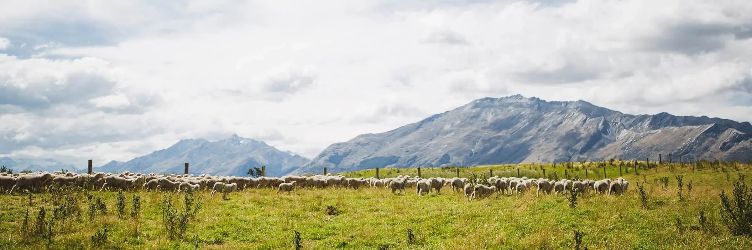 Counting Kate’s Sheep at a Remote New Zealand Station with Icebreaker
