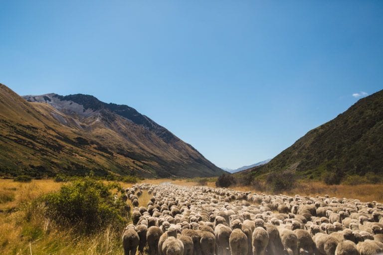 11 raisons de porter de la laine mérinos (en été ET en hiver) – Wolk