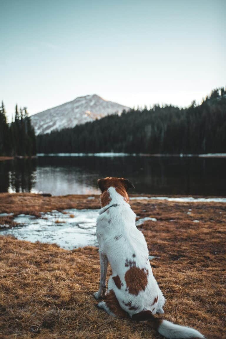 https://kinsta.altitude-sports.com/wp-content/uploads/2022/05/dog-camping-2-768x1150.jpeg