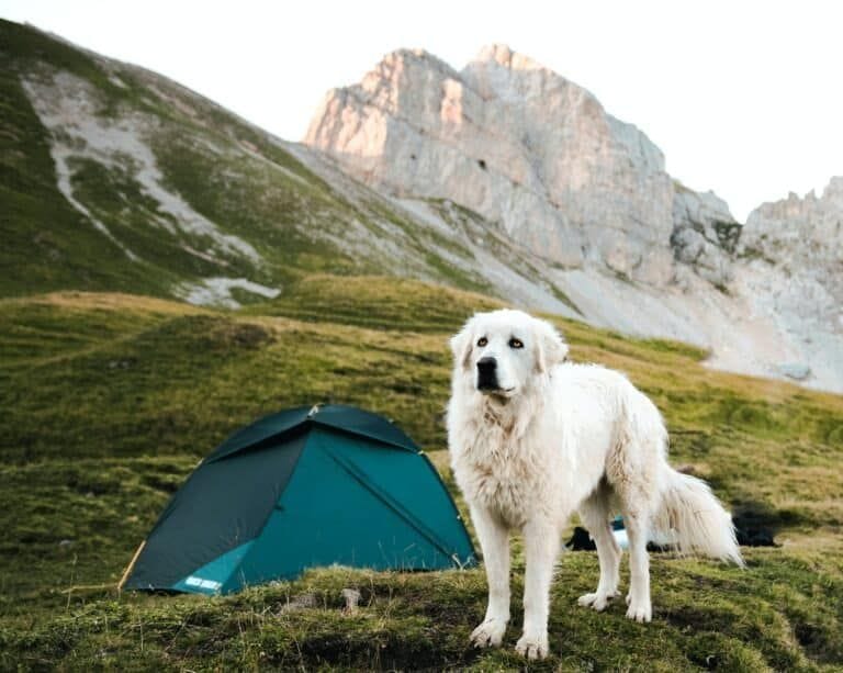 https://kinsta.altitude-sports.com/wp-content/uploads/2022/05/dog-camping-4-768x613.jpeg